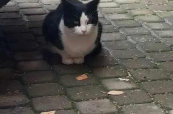 Кошка найдена на Лиговском проспекте