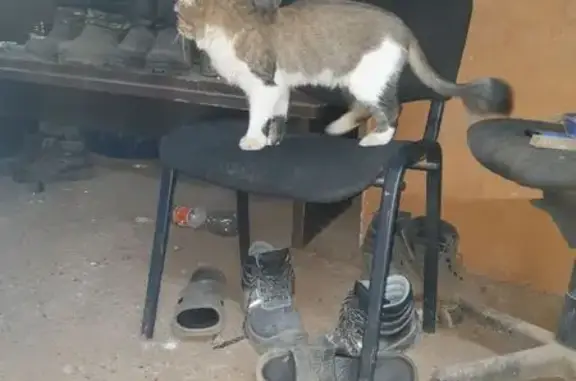 Кошка найдена: Кремлёвская 2А, Казань