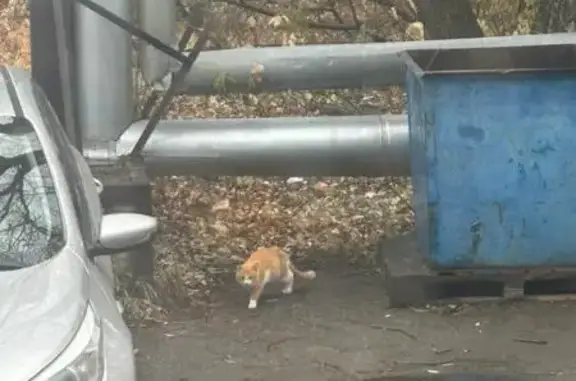 Найдена кошка, Томск, фото: Найдена кошка, Берёзовая 8, Томск