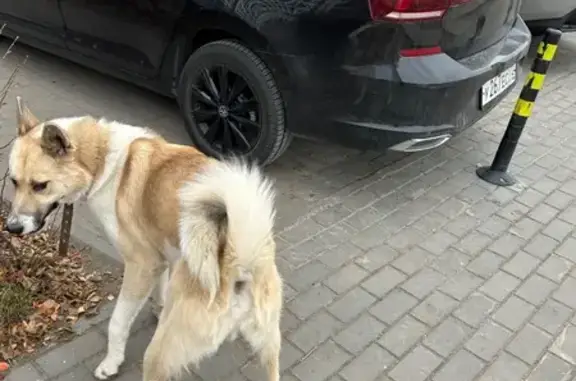 Найдена собака, Тюмень, фото: Найдена собака на ул. Газовиков, 34, Тюмень