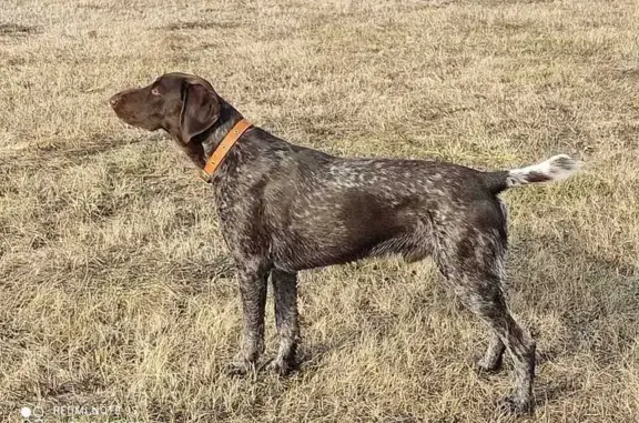 Пропала собака, ул. 20 лет Октября