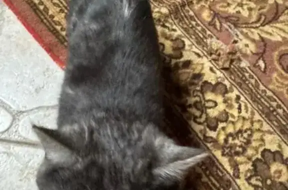 Найдена кошка, Примокшанское, фото: Кошка найдена на ул. Титова в Примокшанском