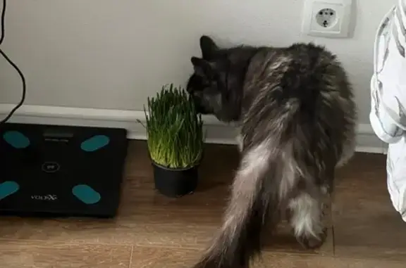 Пропал агрессивный кот, Луговая 54