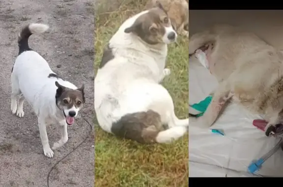 Пропала собака, Садовая 2А, Колодезный