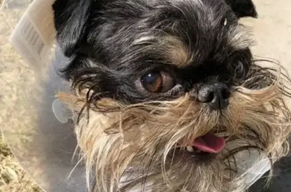 Собаки потеряшки, Гродно, фото: Потеряшка собака, ул. Дзержинского 129, Гродно