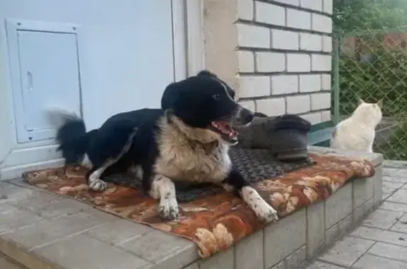 Пропала собака, Гомельская 14, Орск