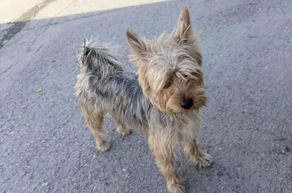 Найдена собака, Ростовская область, фото: Йорк найден на Темерницком, Ростовская обл.