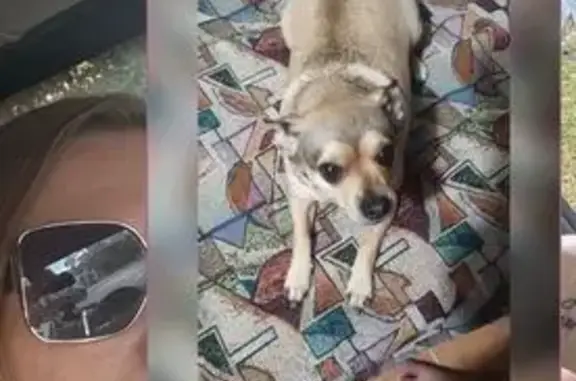 Пропала собака на ул. Асланова, Волгоград