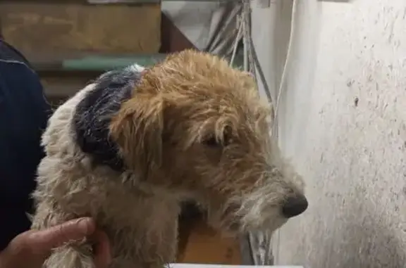 Найдена собака, , фото: Собака найдена в Оболдино, 46Н-13032