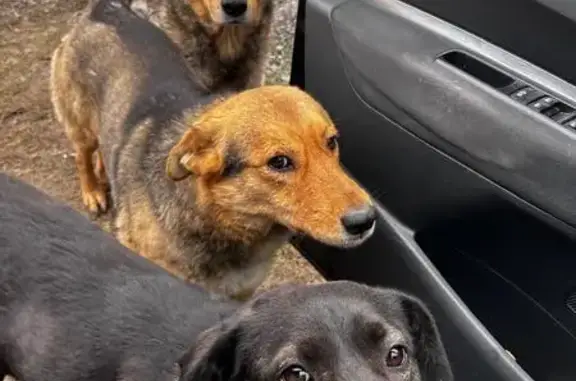 Собаки потеряшки, Азов, фото: Потеряшка собака, Садовая ул., 31, Азов