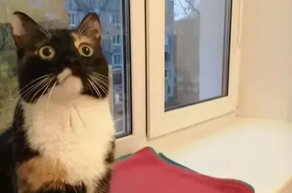 Кошки потеряшки, , фото: Потеряшка кошка, ул. Космонавтов, Рязань