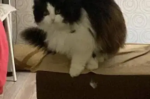 Пропала черно-белая кошка, Полесская 14