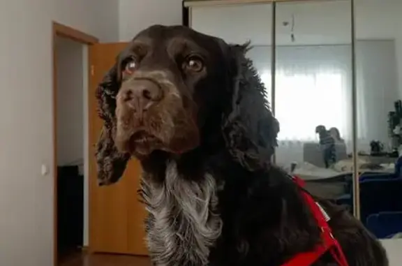 Пропала собака, Сургут, ХМАО-Югра