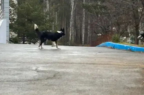Найдена собака, Свердловская область, фото: Найдена собака в Курганово, Свердловская обл.