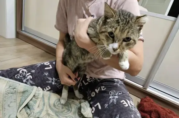 Найдена кошка, Тюмень, фото: Найдена кошка, Широтная 118 к2, Тюмень