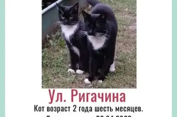 Кошки потеряшки, Петрозаводск, фото: Потеряшка кошка на ул. Ригачина, 40, Петрозаводск