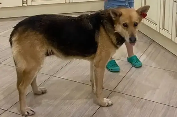 Собаки потеряшки, Нижний Новгород, фото: Потеряшка собака, Безлесная ул., Н. Новгород