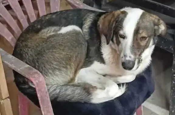 Пропала собака, Ревякинское, Тула