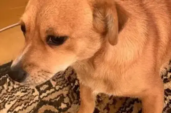 Собаки потеряшки, городской округ Новочеркасск, фото: Потеряшка собака, Керамический пер., 5