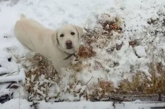 Найдена собака, Тарко-Сале, фото: Белый щенок лабрадора, Миронова 19, Тарко-Сале