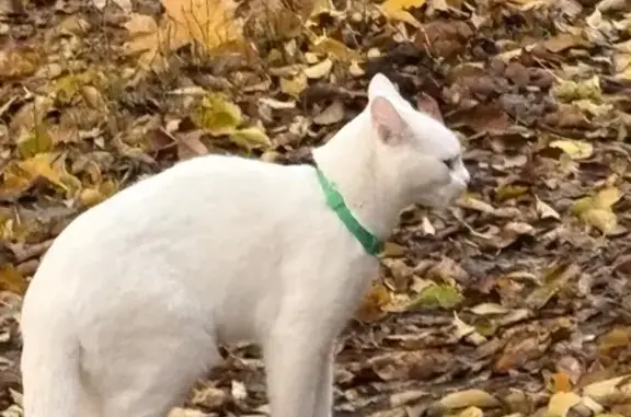 Найдена кошка, Ростов-на-Дону, фото: Кошка найдена на Нагибина, 41, Ростов-на-Дону