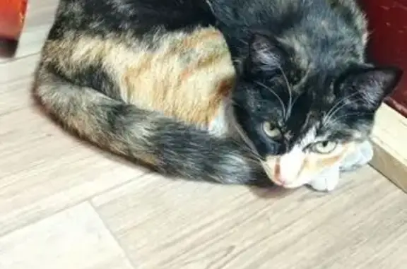 Кошки потеряшки, Хомутово, фото: Потеряшка кошка, Пограничная 35, Хомутово