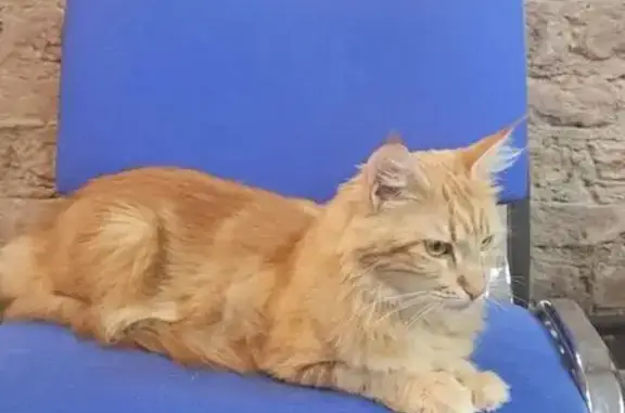 Пропала рыжая кошка, Загородный 42Б