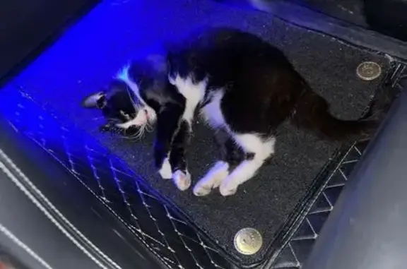 Пропала кошка, Западный Обход 39/1 к4