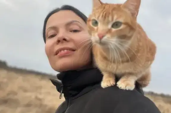 Пропала кошка, Александров, Владимирская обл.