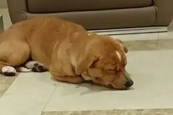 Найдена собака, Сочи, фото: Сочи, Виноградная 27: найдена собака