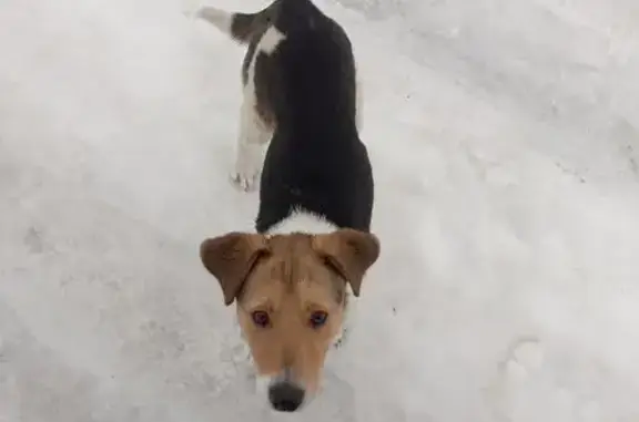 Пропала собака в д. Шиичи, Брянская обл.