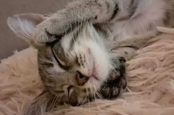 Пропала кошка, Красноуральская 11, Екб