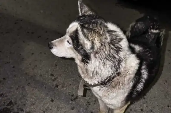 Хаски найдена у Новомедвенского пр. д24-26