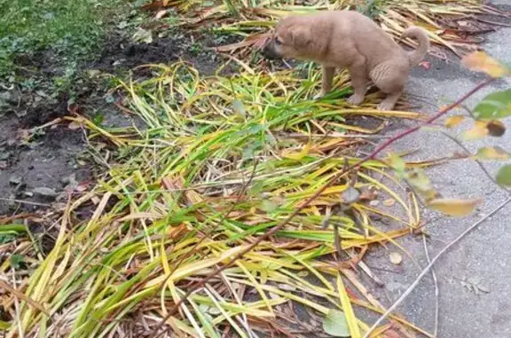 Найдена собака, Рязань, фото: Собака найдена: Затинная 11, Рязань