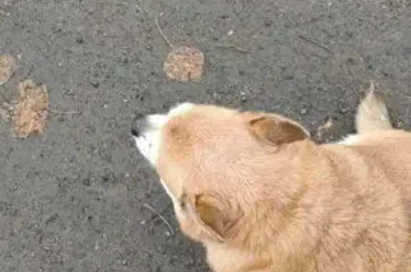 Найдена собака, Санкт-Петербург, фото: Найдена собака, пр. Ударников, 52к2