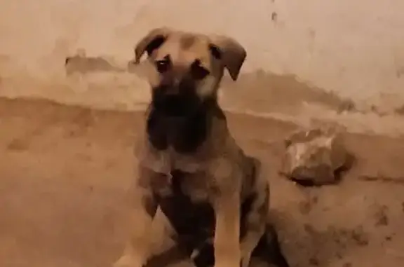 Пропала собака, Донецк, Фиолетова 29