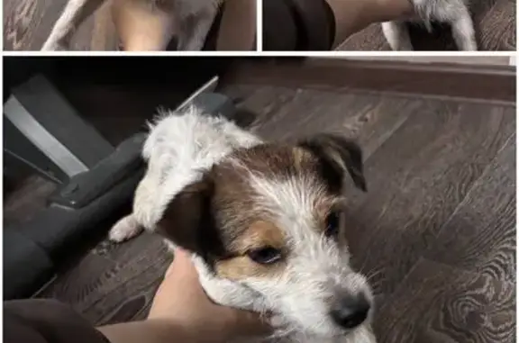 Собака найдена: ул. Зины Маресевой, Волгоград