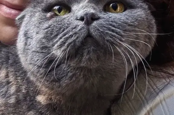 Кошки потеряшки, Ростов-на-Дону, фото: Потеряшка серая кошка, Кишинёвская ул.