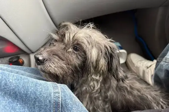 Найдена собака, Тула, фото: Найдена собака: ул. Горького, 22, Тула