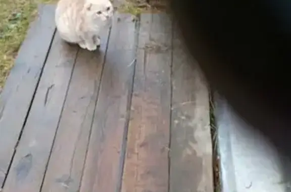 Найдена кошка, , фото: Кошка найдена в пос. Советский, Югра