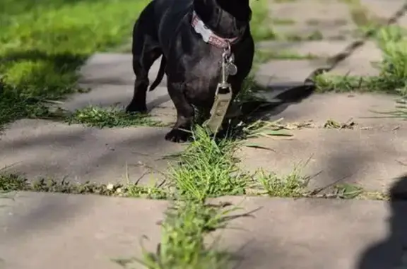 Пропала такса, Дудкино, Коммунарка