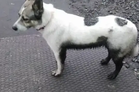 Найдена собака, Мурманск, фото: Найдена собака, Портовый пр., 4 к1, Мурманск