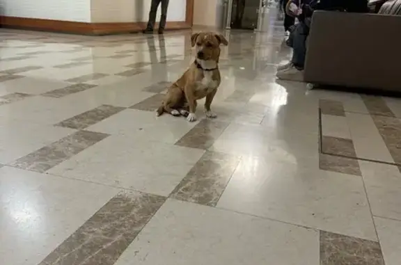 Найдена собака, Краснодарский край, фото: Найдена собака в Сочи, Краснодарский край