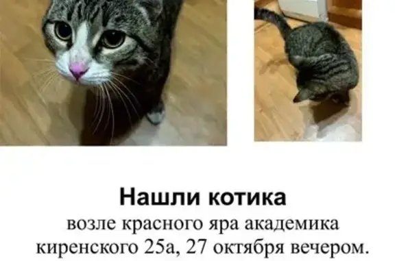 Найдена кошка, Красноярск, фото: Кошка найдена у магазина, Киренского 25А