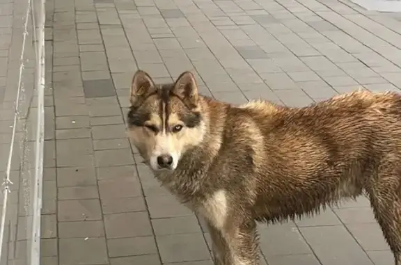 Найдена собака, Саратов, фото: Хаски найдена на Новой 9-й линии, Саратов