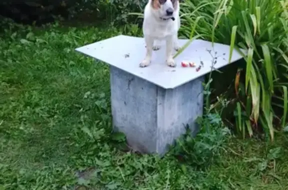 Пропала собака, Курортная ул. 5, Обуховское