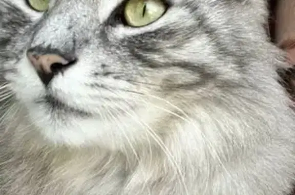 Кошки потеряшки, Калужская область, фото: Потеряшка кошка, СНТ Энергия, 9 линия