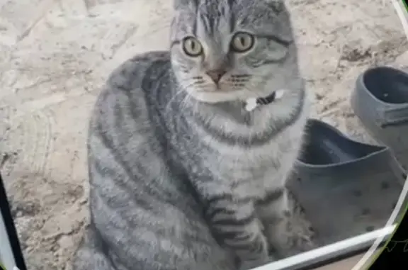 Найдена кошка, село имени 9 Января, фото: Кошка найдена: Степная ул., 8, с. 9 Января