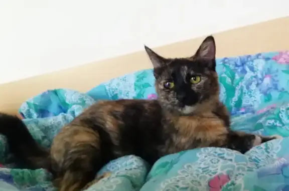 Пропала кошка на АЗС Лукойл, трасса Дон