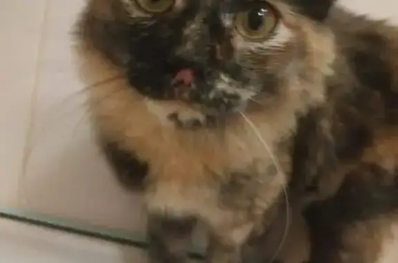 Пропала кошка, ул. Красного Октября, 67